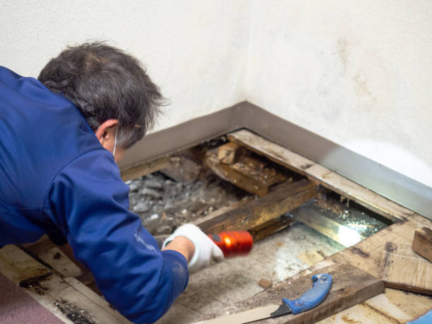 Best Office Mold Removal Services  in Nellieburg, MS