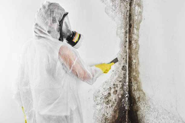 Best Emergency Mold Removal  in Nellieburg, MS