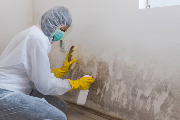 Best Certified Mold Removal  in Nellieburg, MS