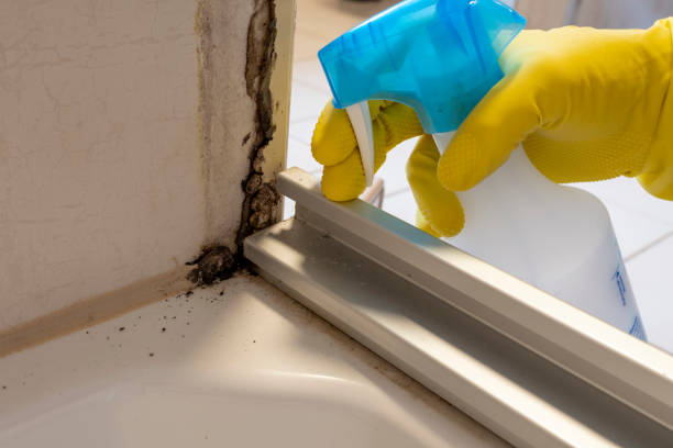 Certified Mold Removal in Nellieburg, MS