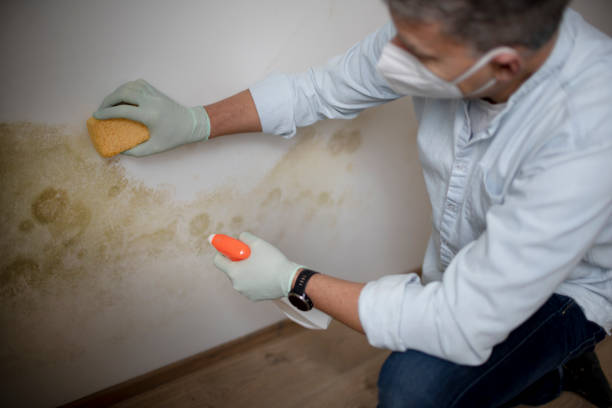 Best Mold Damage Repair  in Nellieburg, MS