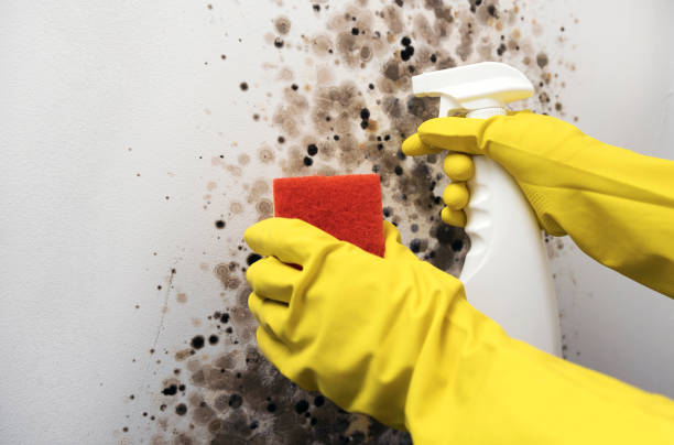 Best Commercial Mold Removal  in Nellieburg, MS