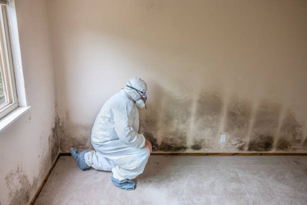 Best Mold Removal Near Me  in Nellieburg, MS