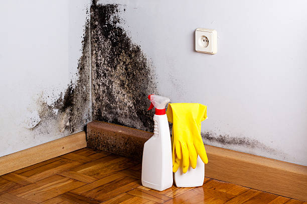 Best Commercial Mold Removal  in Nellieburg, MS