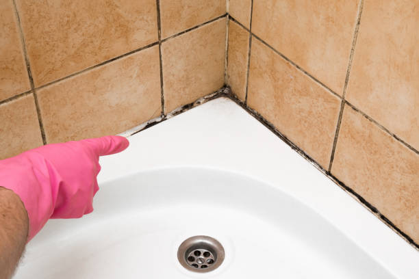 Mold Testing and Removal in Nellieburg, MS