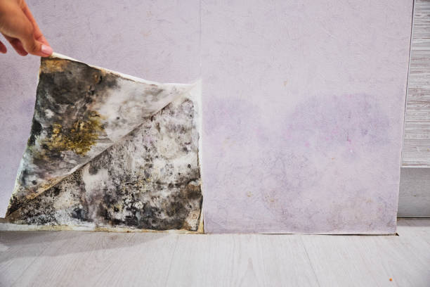 Best Emergency Mold Removal  in Nellieburg, MS